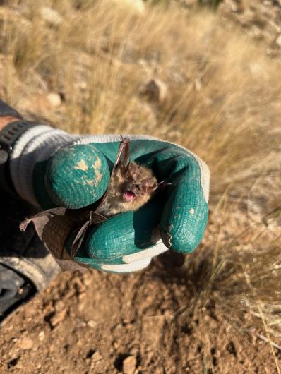 Bat Conservation International personnel relocating a bat prior to backfilling an abandoned mine adit. (Photo courtesy of Mountain States Reclamation, LLC)