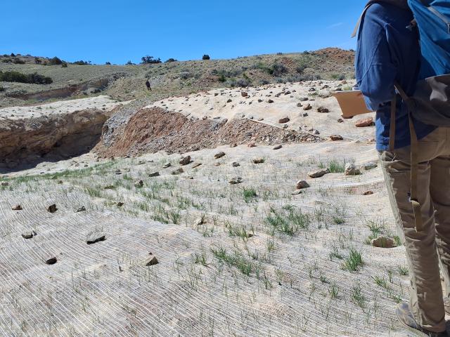Swamp Frog mine revegetation monitoring, June 2026. Planted vegetation is successfully growing under installed erosion matting. Photo by Dan Seifert.