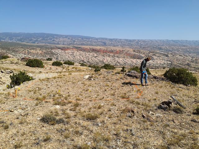 BLM Botanist Eric Puetz marking rare plant populations prior to reclamation and closure work. Thick-leaved bladderpod occurs only in the Pryor Mountain foothills area. Photo by Dan Seifert, BLM.