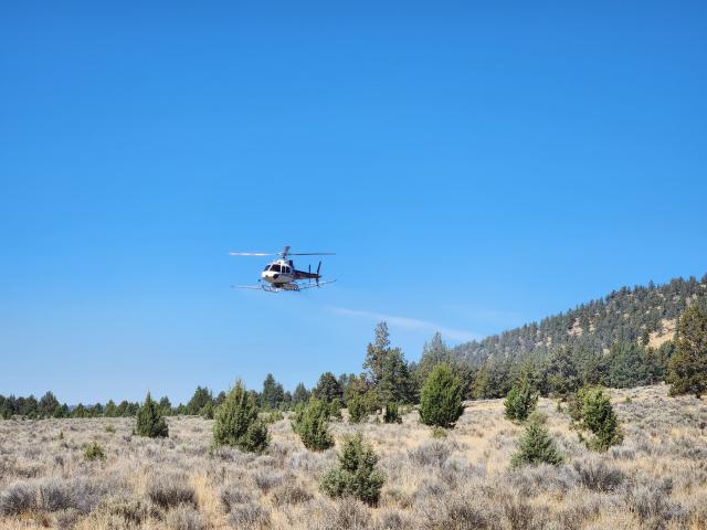 Helicopter flying low over a sagebrush-covered field near forested hills under a clear blue sky.