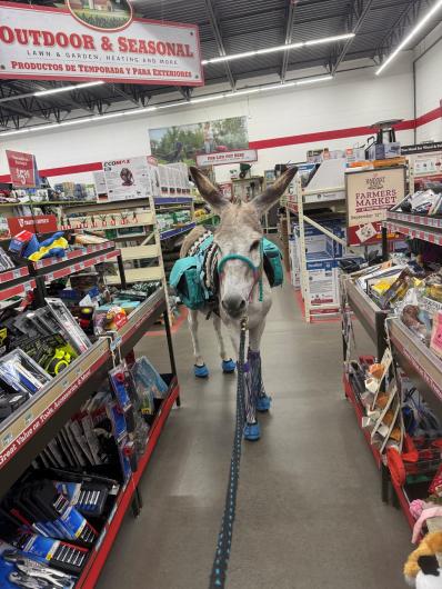 A burro with turquoise tack walks through the aisles of a farm supply store.