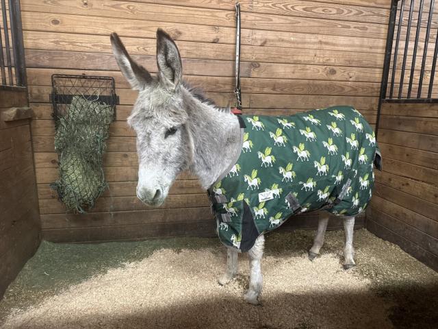 A burro stands in a stall wearing a green garment