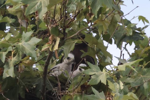 Two young birds in a nest surrounded by green leaves and branches