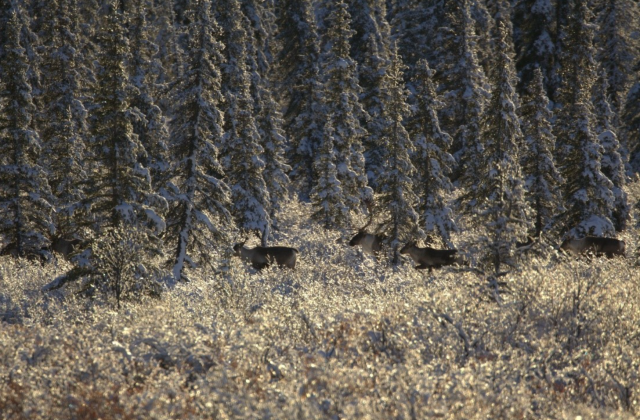 Caribou trotting through a snow-covered landscape.