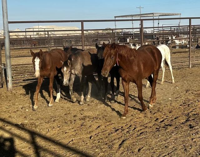 Saylor Creek wild horses available for adoption