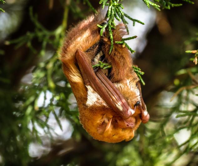 An eastern red bat roosts among evergreen branches. Eastern red bats spend much of their time in trees, where their reddish coloration provides camouflage. (Photo courtesy of U.S. Fish and Wildlife Service)