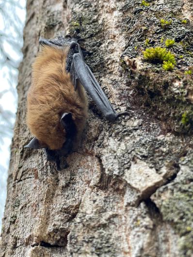 A big brown bat rests on a tree trunk. Big brown bats are among the most common bat species found across North America. (Photo courtesy of U.S. Fish and Wildlife Service)