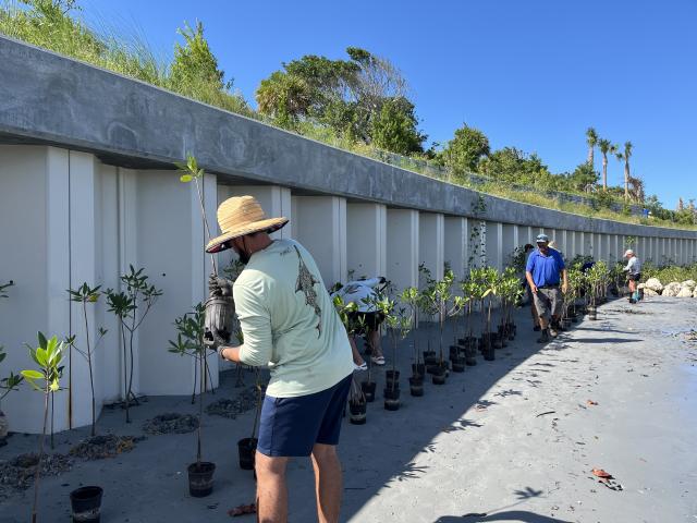 Volunteers plant young mangrove trees along a restored shoreline stabilization structure, placing potted seedlings in rows beside a seawall under a clear blue sky.