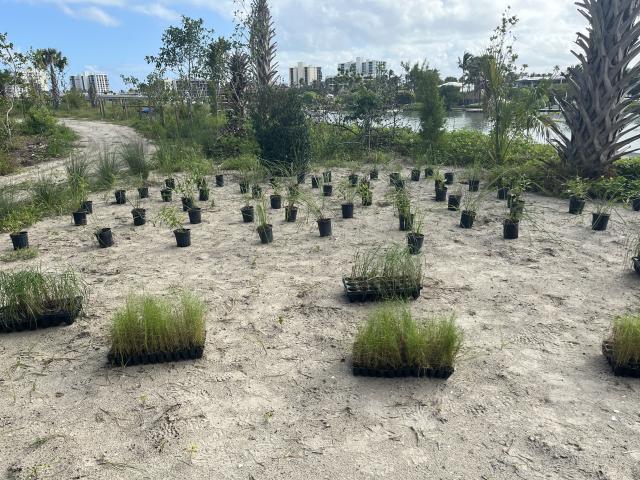 Trays of native grasses and wetland plants sit on sandy ground awaiting installation at a coastal restoration site, with vegetation and buildings visible in the distance.