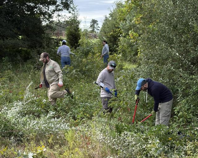 A group of volunteers uses hand tools to clear invasive vegetation and restore habitat in a dense, wooded natural area.