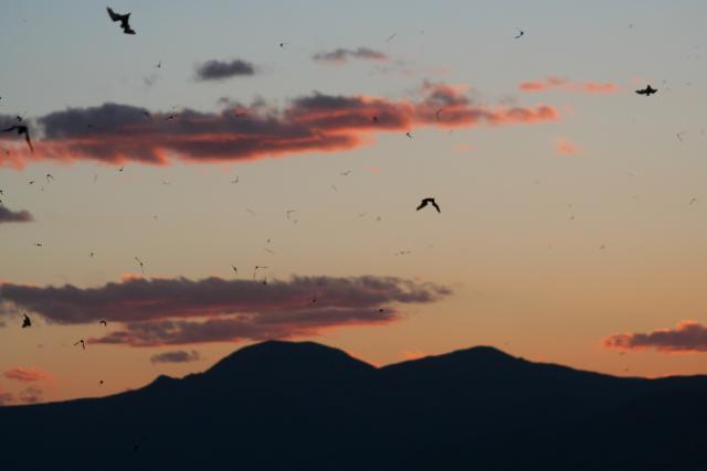 Silhouettes of bats flying across a twilight sky above a dark mountain ridgeline. Soft pink and purple clouds are scattered across the fading orange and blue sunset, while dozens of bats appear in flight at varying distances, creating a dynamic evening scene.