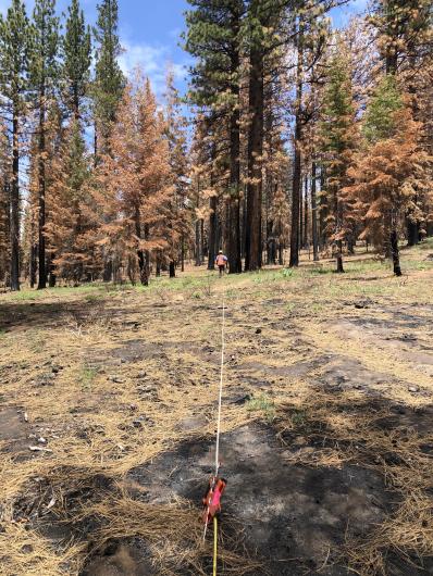 Photo of fuel treatment effectiveness at Lake Tahoe