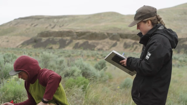 Researchers collecting field data in a sagebrush habitat.