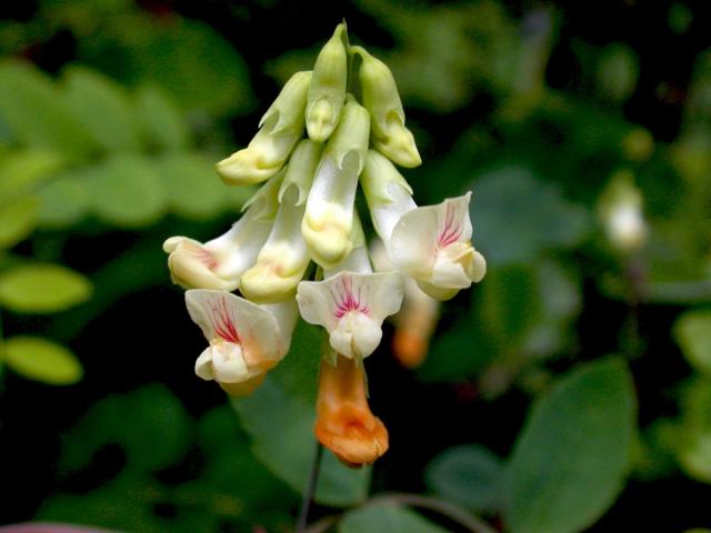 a close up photo of a flower, thin leaved peavine
