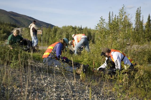 A group of people treating invasive weeds.