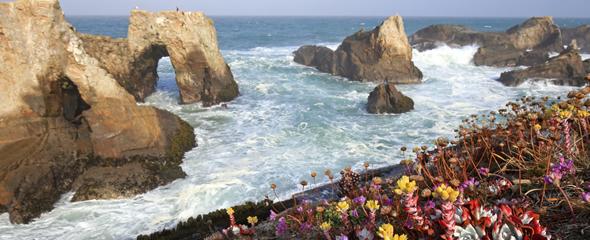 Wildflowers on coastal bluffs near rocks and islands off the California coast. (David Ledig/BLM)