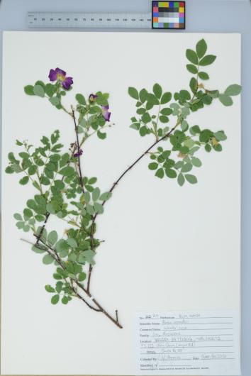 A pressed specimen of rosa in the New Mexico herbarium