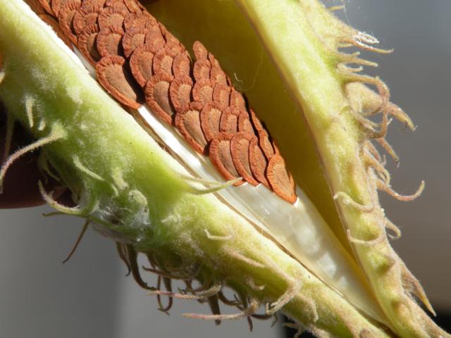 A close up of a light green milkweed pod that is open to show the many seeds within.