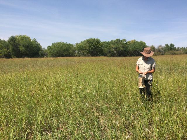 A person with a khaki shirt and hat standing in a field of grass collecting native seed for conservation and restoration in the Southwest
