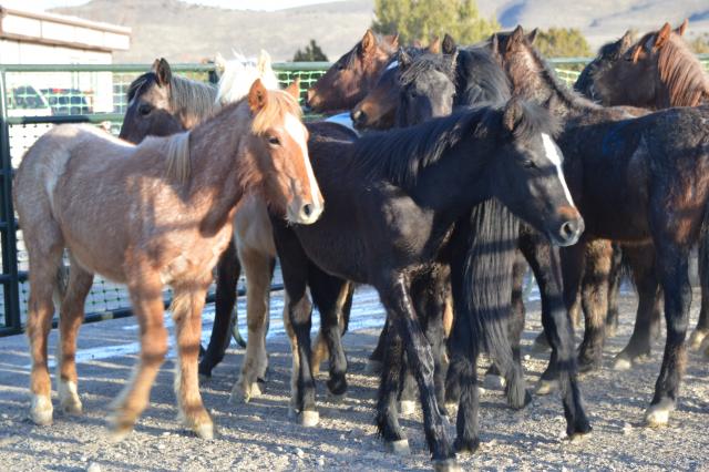 Horses in a pen for adoption