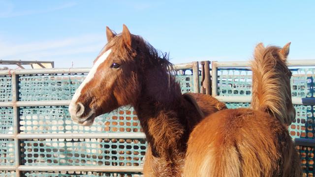 Horses in a pen for adoption. 