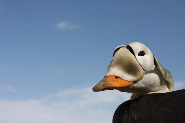 Spectacled eider in Alaska.
