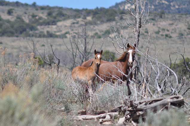 Two horses stand next to each other in the grass.