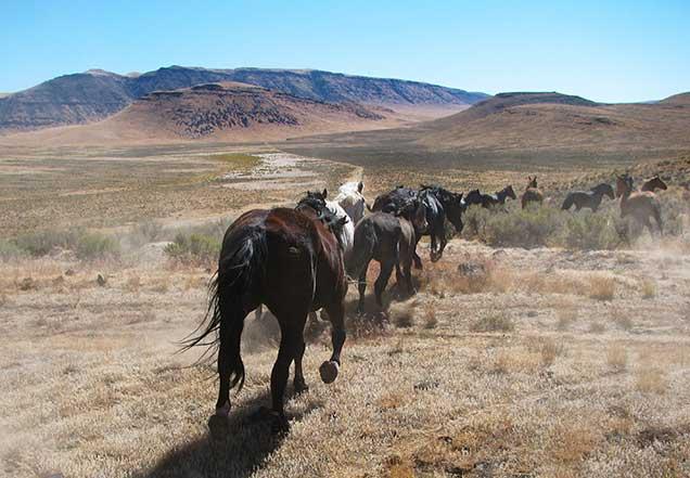 photo of wild horses and burros on the range