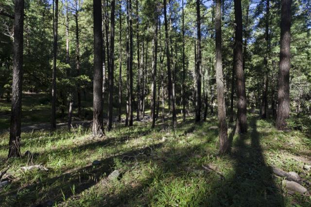 Ponderosa pine forest with open green understory