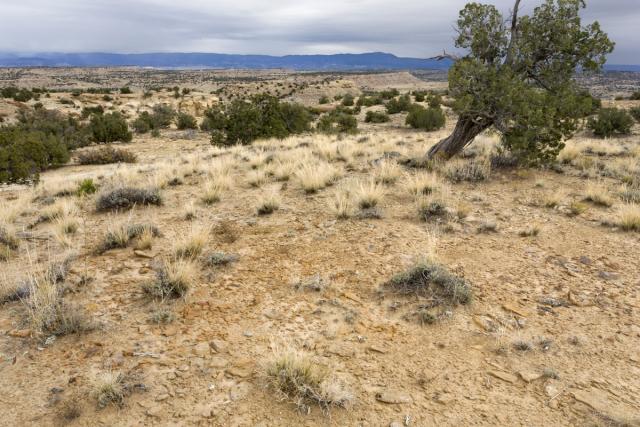 landscape of rocky mesas dotted with bunch grasses and juniper trees