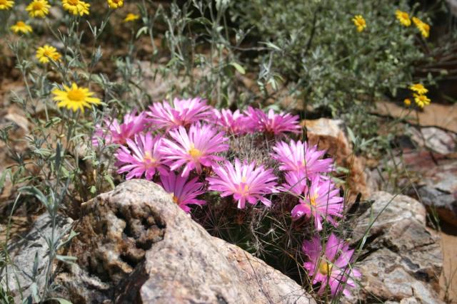 pink flowers on small cactus with small yellow flowers in the background