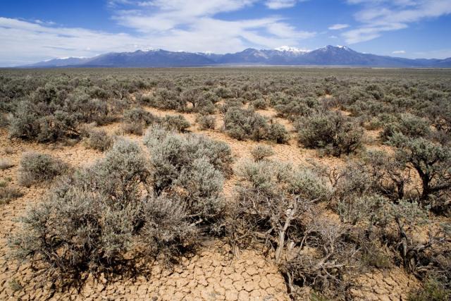 Landscape with short sagebrush shrubs in the foreground and snow-capped mountains in the background