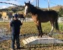 Andrew with a horse on an obstacle. 