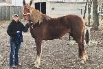 Woman standing next to haltered horse. 