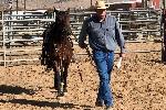 Man walks with horse in halter. 