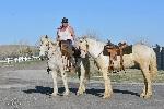 Two wild horses, one with a rider. 