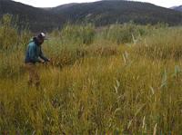 Worker gathering seed pods in a field.