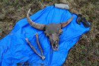 Bison skull and bones on a tarp