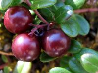 A picture of dark red berries and green leaves