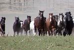 Horses running in domestic location. 