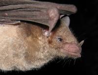 Close-up profile of a bat.