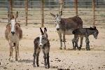 Burros in a pen. 