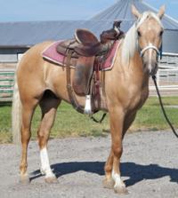 Wild Horse