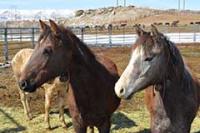 Horses at the Rock Springs Corral