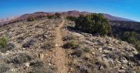 a rocky trail on a ridge top with shrubs and a pinyon tree lining the trail