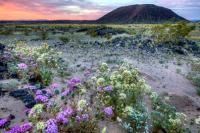 Volcanic crater amidst wild flowers 