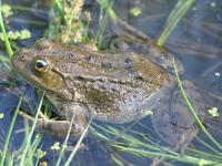 Columbia Spotted Frog (Rana luteiventris) a BLM Sensitive Species in Idaho, Nevada, Oregon, Utah, and Wyoming. 