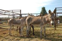 burros