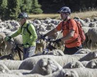 Bikers encounter sheep on the trail