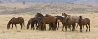 photo of a group of wild horses grazing on the range